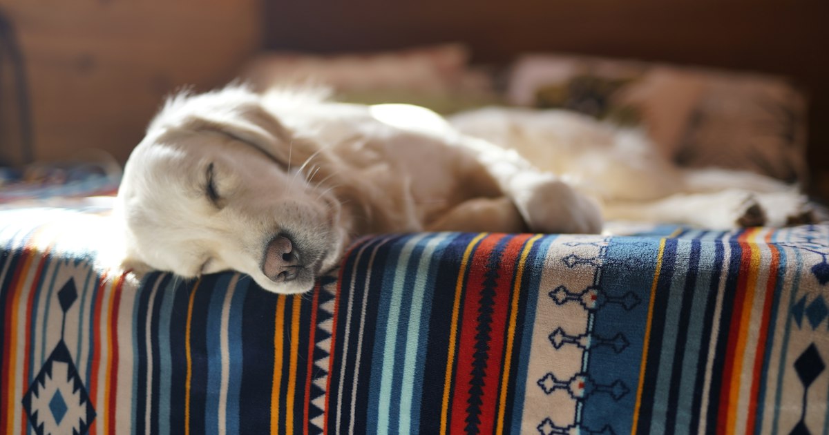 Primobolan Depot (methenolone enanthate) and the psyche: mood, aggression, sleep